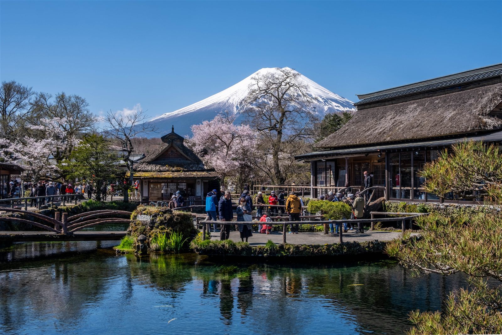 Mount Fuji behind thatched buildings and spring blossoms