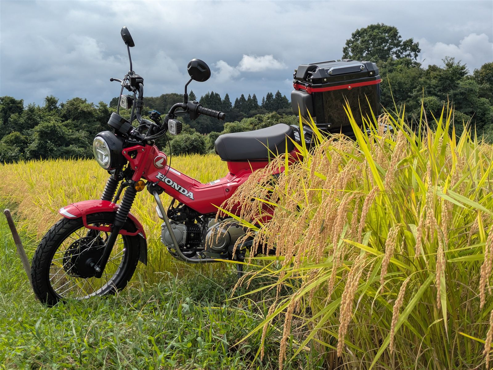 Red Honda motorcycle parked beside a rice field